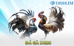 Soi kèo đá gà là như thế nào?