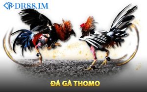 Giới thiệu đá gà Thomo DR88 