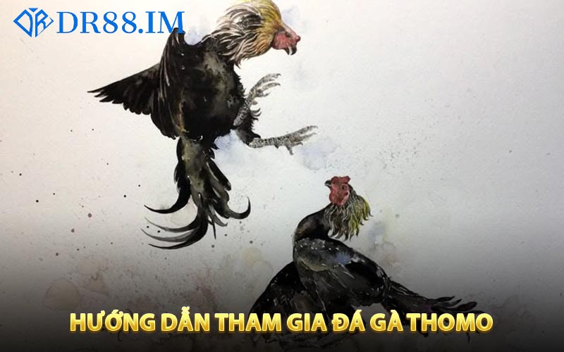 Hướng dẫn anh em đặt cược đá gà trực tiếp tại DR88